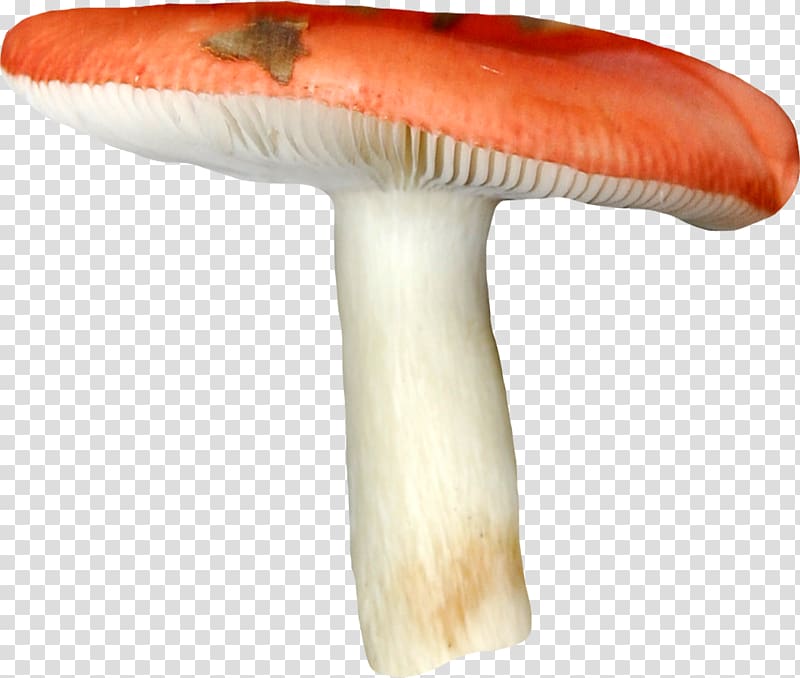 Edible mushroom Russula Fungus, mushroom transparent background PNG clipart