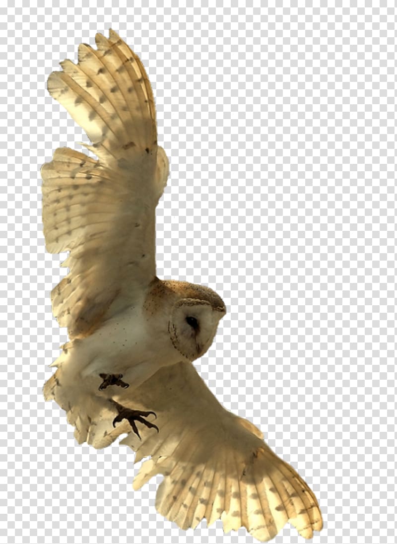 The Eagle Owl Bird Little Owl , owl transparent background PNG clipart