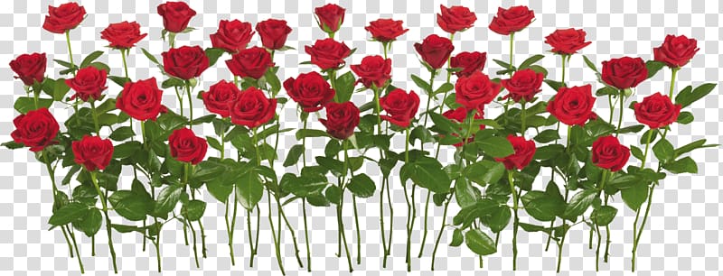 red roses illustration, International Rose Test Garden Rose garden, Rose transparent background PNG clipart