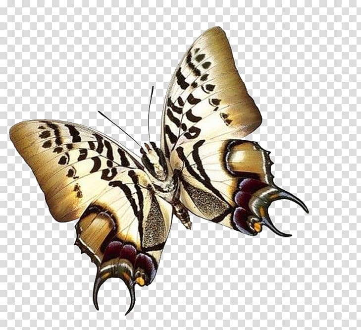 Papillon dog Butterfly Insect Paper Moth, butterfly transparent background PNG clipart