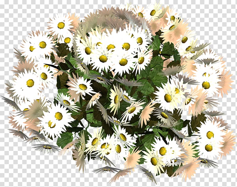 German chamomile Dendranthema lavandulifolium Oxeye daisy Flower Daisy family, camomile transparent background PNG clipart
