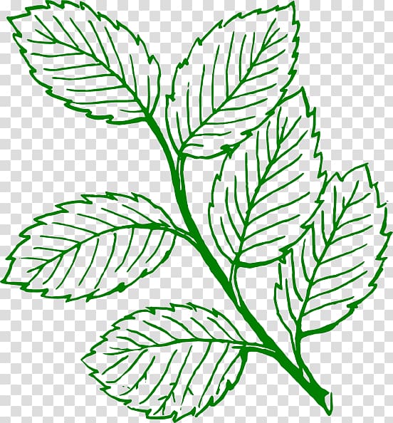 Look at Leaves Autumn leaf color Black and white , Mint transparent background PNG clipart