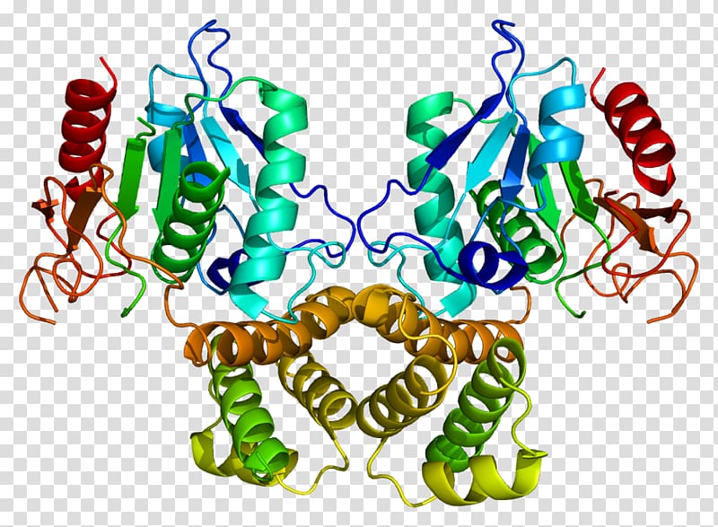 Fatty acid synthase Fatty acid synthesis Enzyme, others transparent background PNG clipart