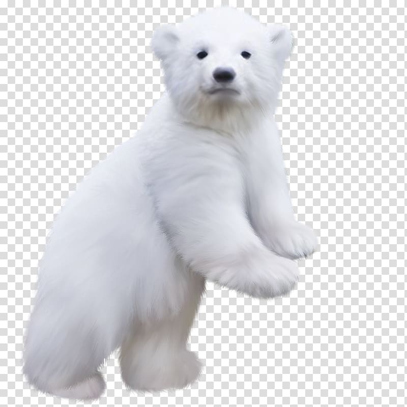 white bear standing, Polar bear transparent background PNG clipart