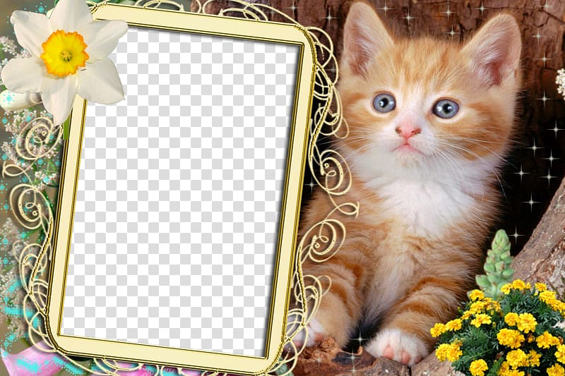 Himalayan cat Persian cat American Shorthair British Shorthair Kitten, shop transparent background PNG clipart