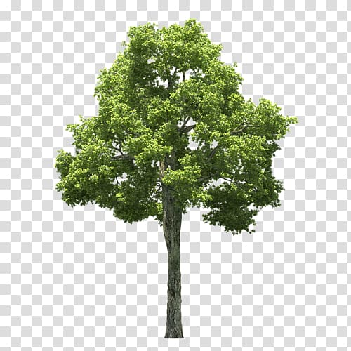 Tree Populus alba , tree transparent background PNG clipart