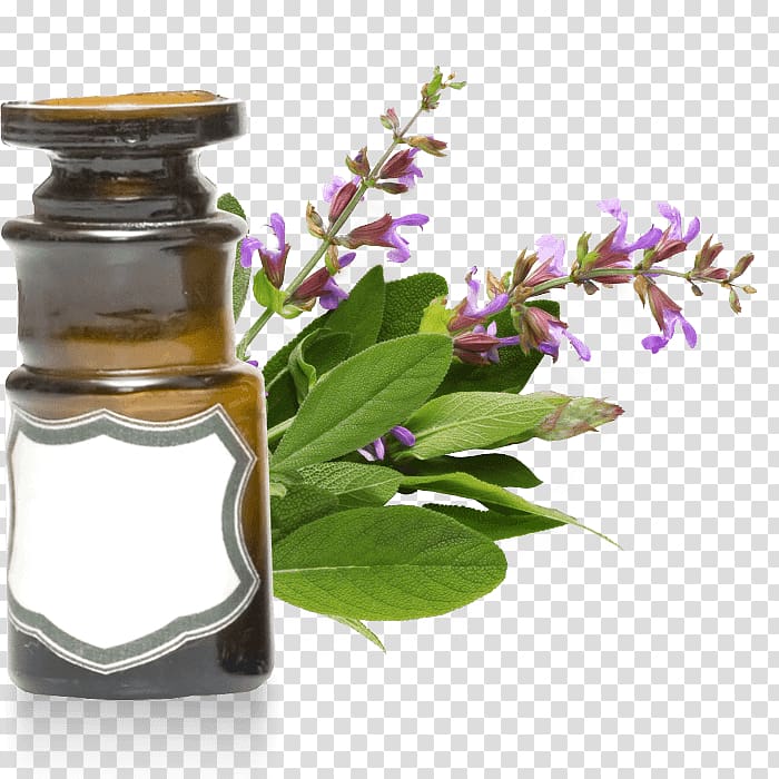 Clary Herb Essential oil Rosemary, salvia sclarea transparent background PNG clipart