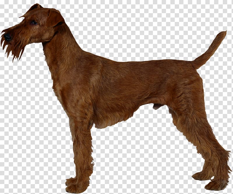 Irish Terrier Airedale Terrier Jagdterrier Chilean Terrier Welsh Terrier, irish transparent background PNG clipart