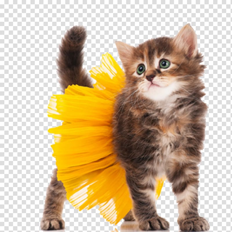 Cat Kitten Dog Halloween costume, Cute kitten animal HQ transparent background PNG clipart