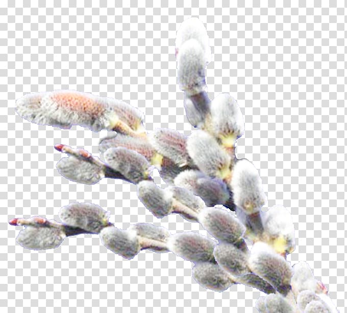 Willow Catkin Holiday , others transparent background PNG clipart