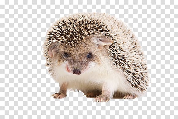 Hedgehog transparent background PNG clipart