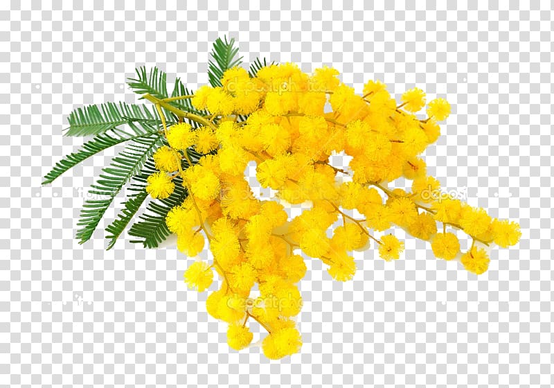 mimosas clipart of flowers