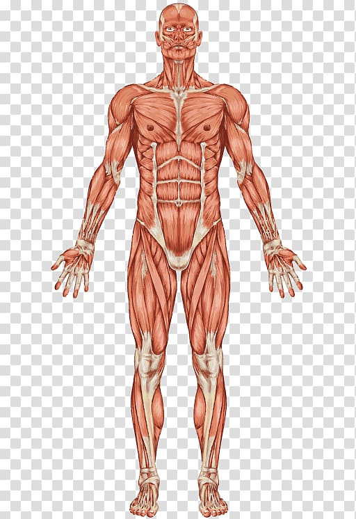 The Muscular System Human body Muscle Human skeleton, others transparent background PNG clipart