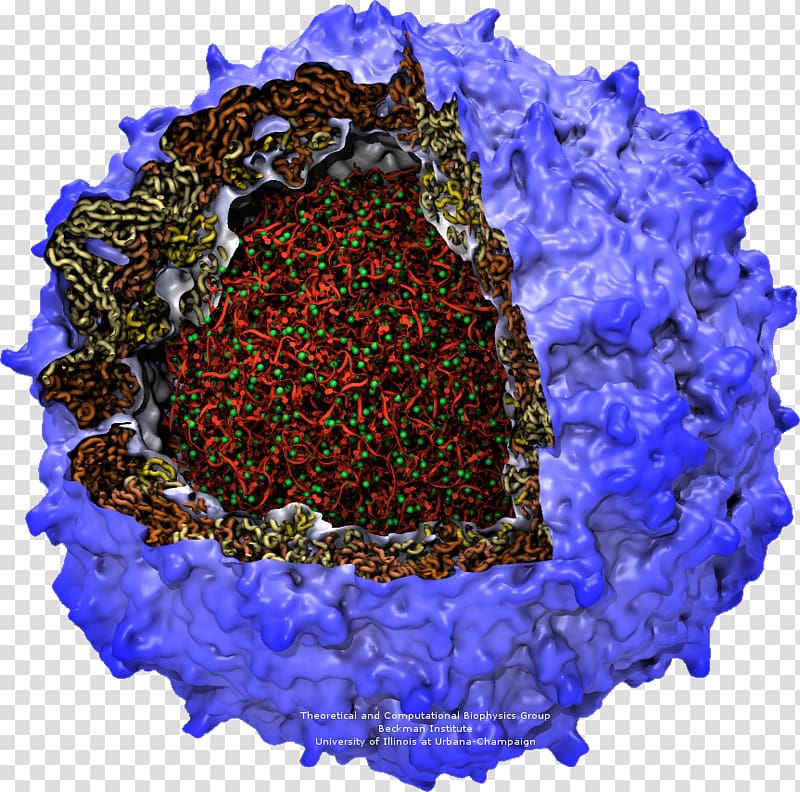 Poliovirus Poliomyelitis RNA Capsid, others transparent background PNG clipart
