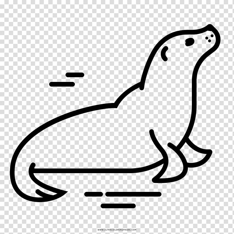 Earless seal Drawing Ski skins Coloring book, foca transparent background PNG clipart