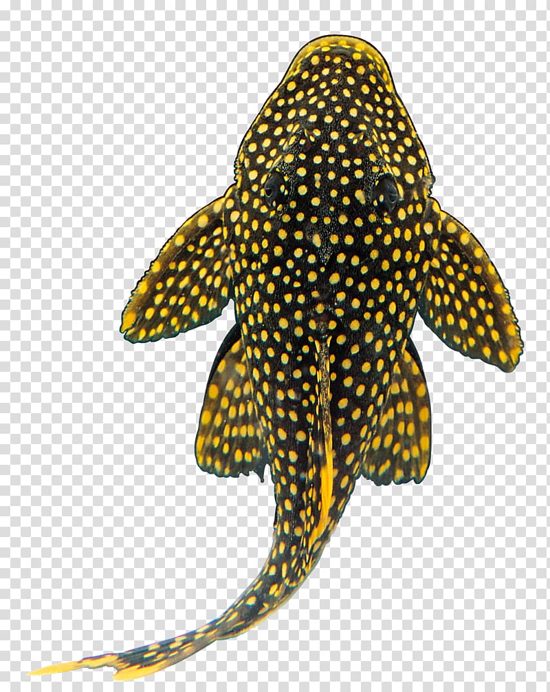Goldfish Shark Suckermouth catfish Tropical fish, fish transparent background PNG clipart