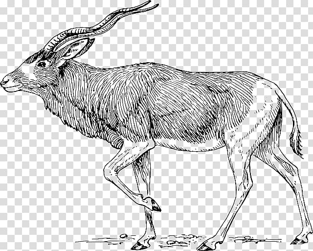 Addax , others transparent background PNG clipart