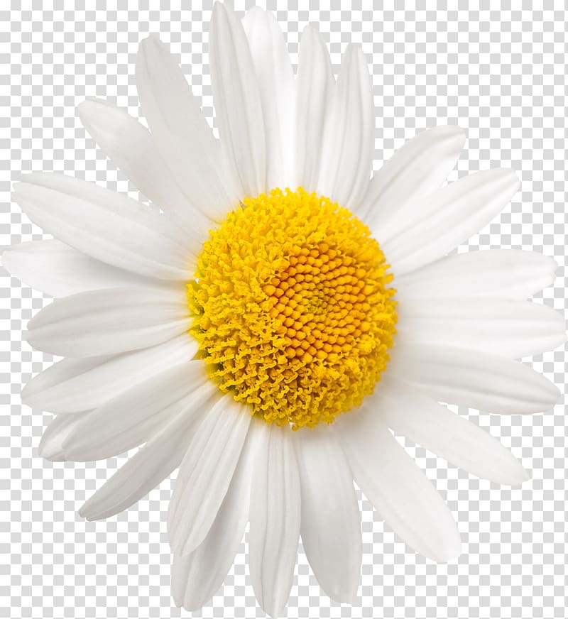 Shasta daisy Oxeye daisy Common daisy , chamomile transparent background PNG clipart