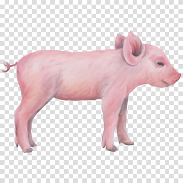 Miniature pig Wall decal Sticker Farm, Pink pig transparent background PNG clipart