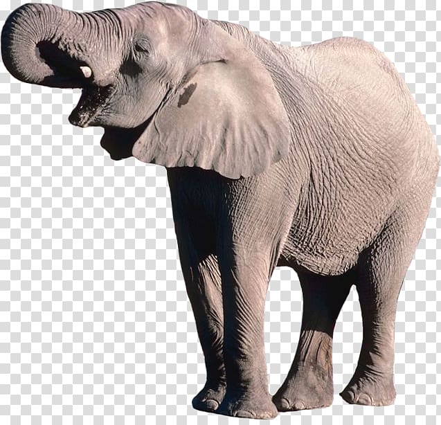 gray elephant, African bush elephant Borneo elephant, Elephant transparent background PNG clipart