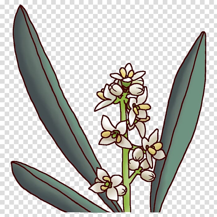 Kagawa Prefecture Prefectures of Japan Olive Flower, olive transparent background PNG clipart