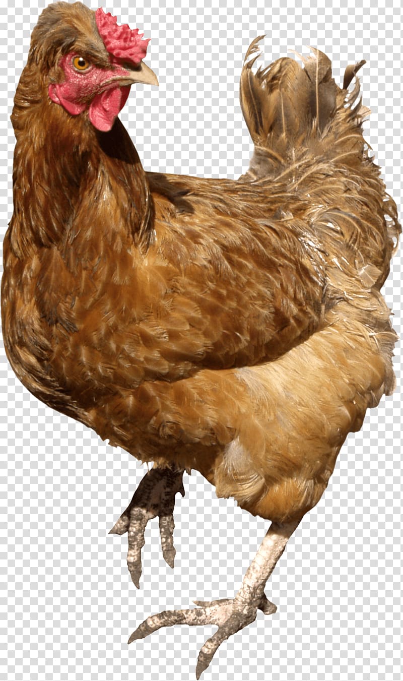 brown hen, Chicken Brown Walking transparent background PNG clipart