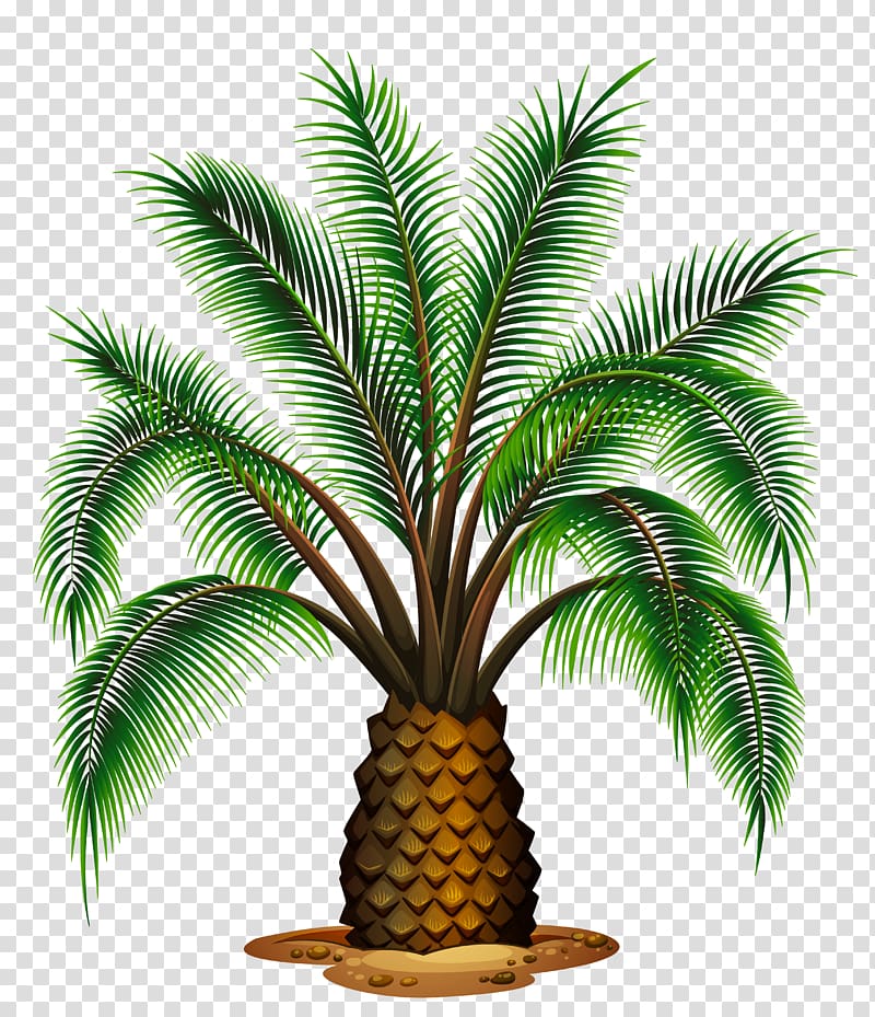 green palm plant illustration, Palm wine Washingtonia filifera Washingtonia robusta Palm trees, Small Palm Tree transparent background PNG clipart