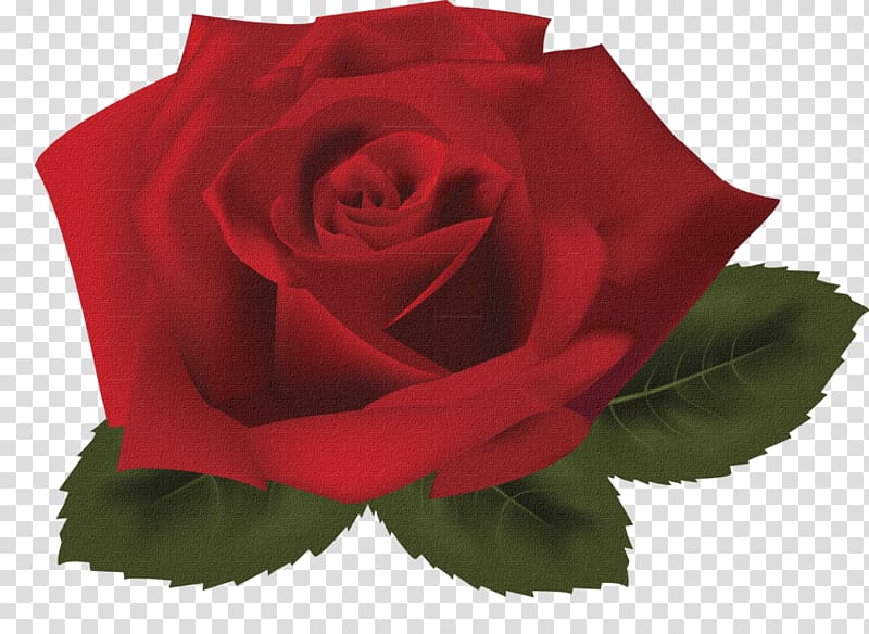 Rose , rose transparent background PNG clipart