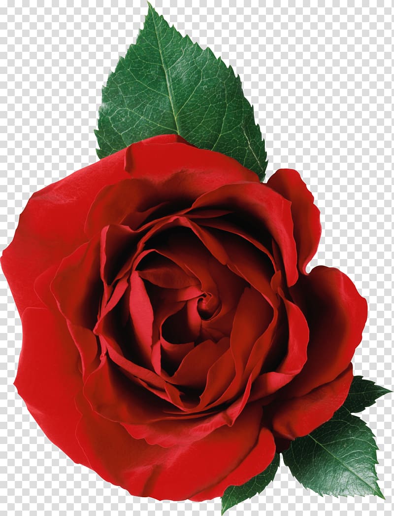 red rose and green leaves, One Rose and Leaves transparent background PNG clipart