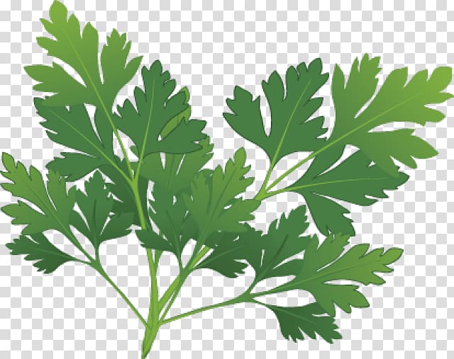 Parsley Herb Spice , Sprig transparent background PNG clipart