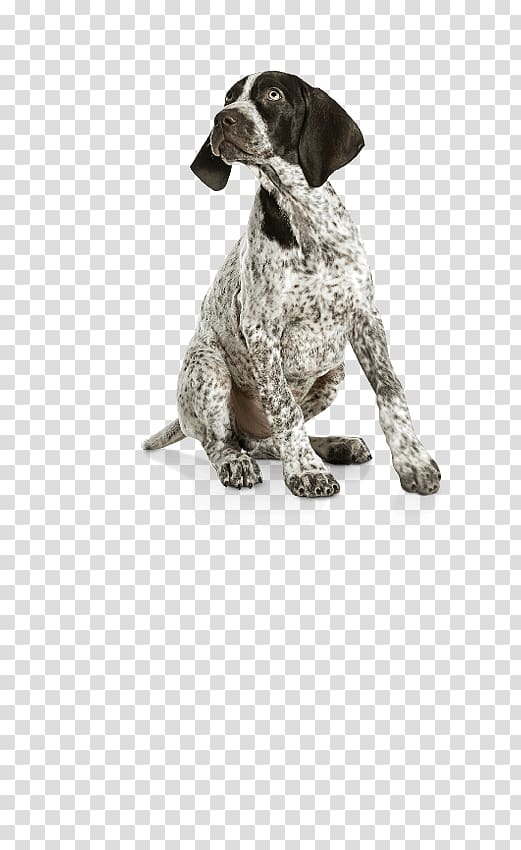 German Shorthaired Pointer German Wirehaired Pointer Labrador Retriever Puppy Dog breed, puppy transparent background PNG clipart
