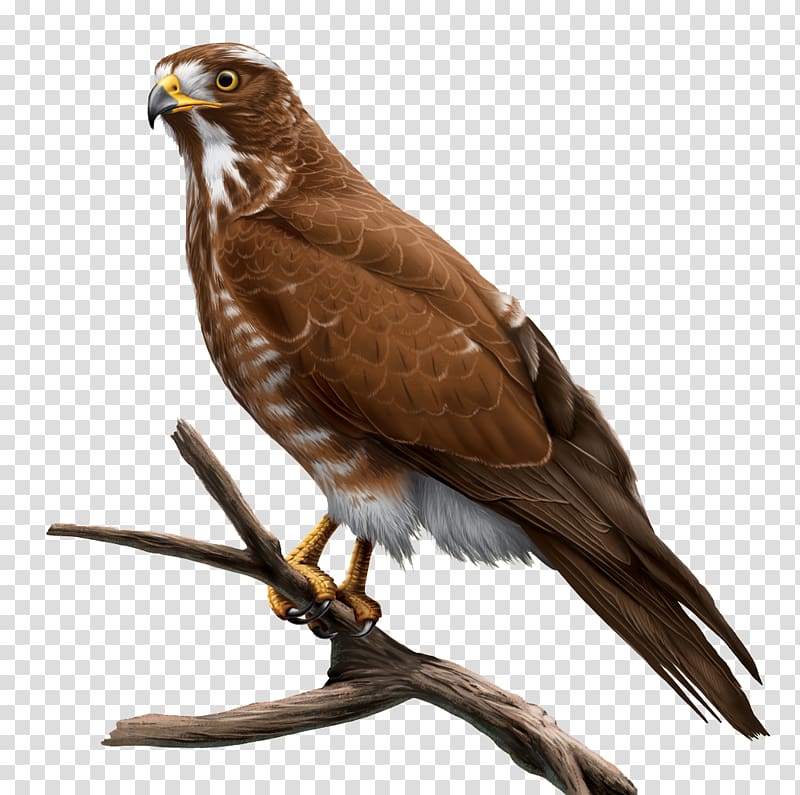 painted gray face great eagle transparent background PNG clipart