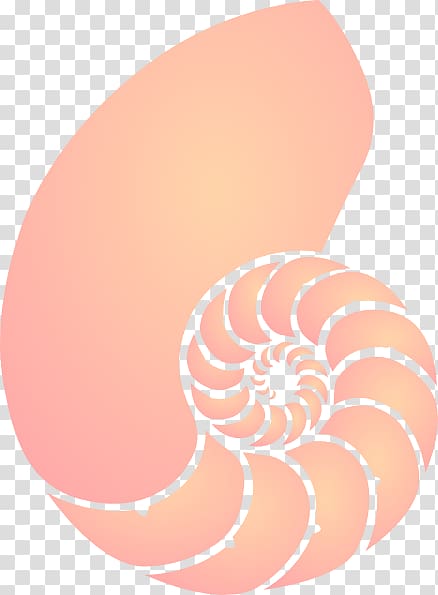 Coral reef , seashell transparent background PNG clipart