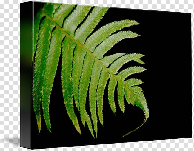 Ostrich Fern Leaf Terrestrial plant, Leaf transparent background PNG clipart