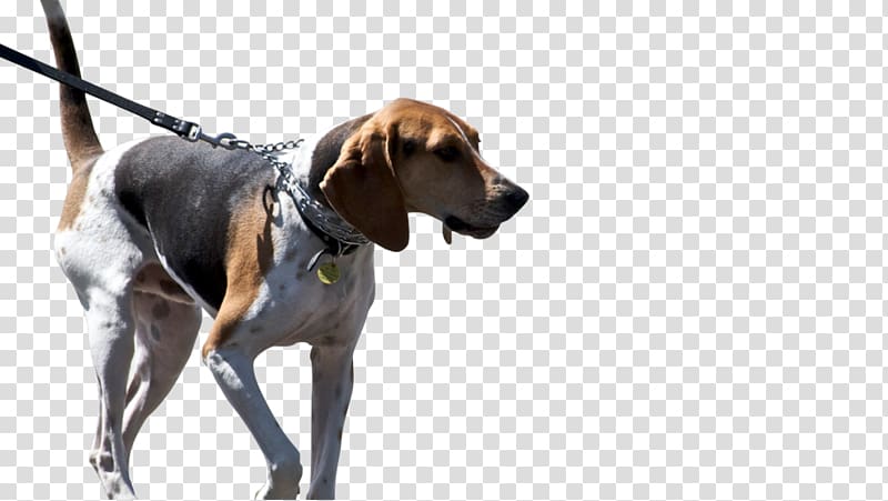 Treeing Walker Coonhound American Foxhound Black and Tan Coonhound American English Coonhound Redbone Coonhound, others transparent background PNG clipart