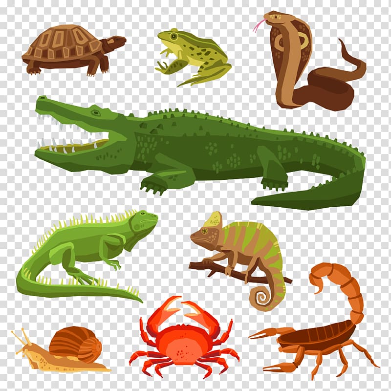 Amphibian Reptile , Cartoon Amphibian transparent background PNG clipart