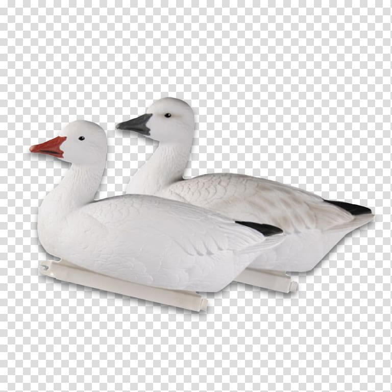 Snow goose Duck Dangate Mallard, goose transparent background PNG clipart