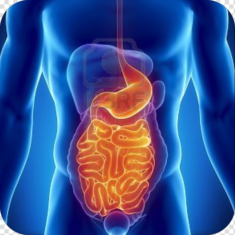 Nutrient Gastrointestinal tract Digestion Health Gastrointestinal disease, stomach wall transparent background PNG clipart