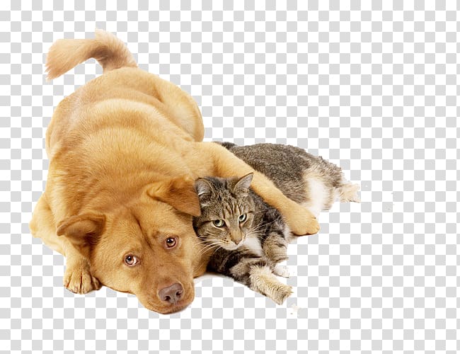 Cat food Kitten Puppy Dog, Dog holding cat transparent background PNG clipart
