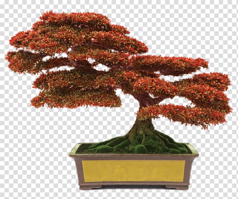 Chinese sweet plum Indoor bonsai Monastery of the Holy Spirit Flowerpot, tree transparent background PNG clipart