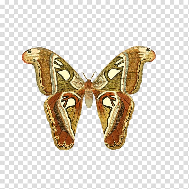 Options strategies Binary option Butterfly Trading strategy, butterfly transparent background PNG clipart