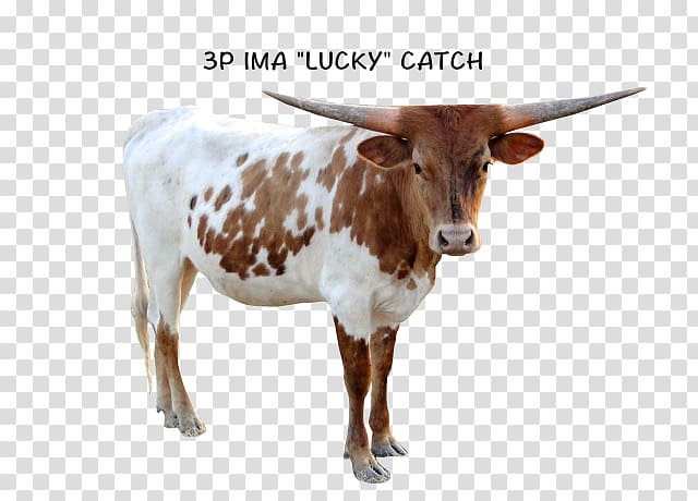 Texas Longhorn Zebu Calf English Longhorn Dairy cattle, Texas Longhorn transparent background PNG clipart