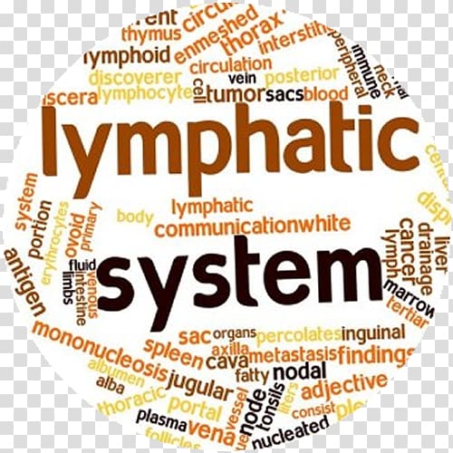 Lymphatic system Circulatory system Lymphatic vessel Manual lymphatic drainage Lymph node, others transparent background PNG clipart