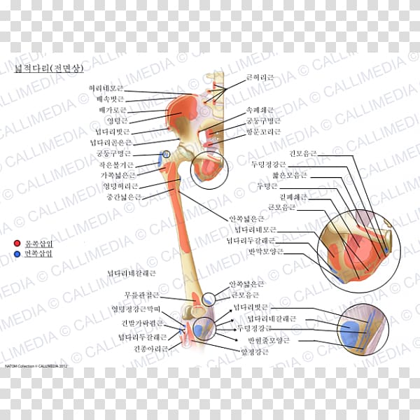 Thigh Adductor magnus muscle Sartorius muscle Semitendinosus muscle Tibialis anterior muscle, Gracilis Muscle transparent background PNG clipart