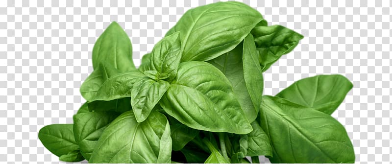 Basil Herb Mints Plants, Growing Basil transparent background PNG clipart