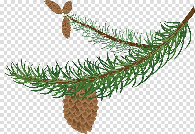 Branch Pine Evergreen Conifer cone , Branch transparent background PNG clipart