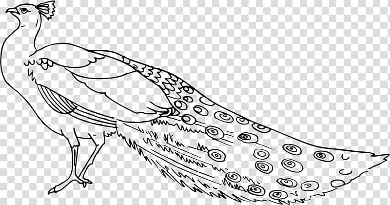 Peafowl Black and white Free content , Peacock transparent background PNG clipart