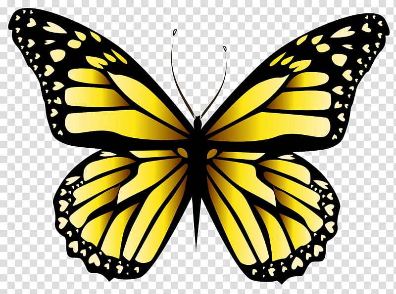 Butterfly Orange , Yellow Butterfly Clipar , yellow and black butterfly illustration transparent background PNG clipart