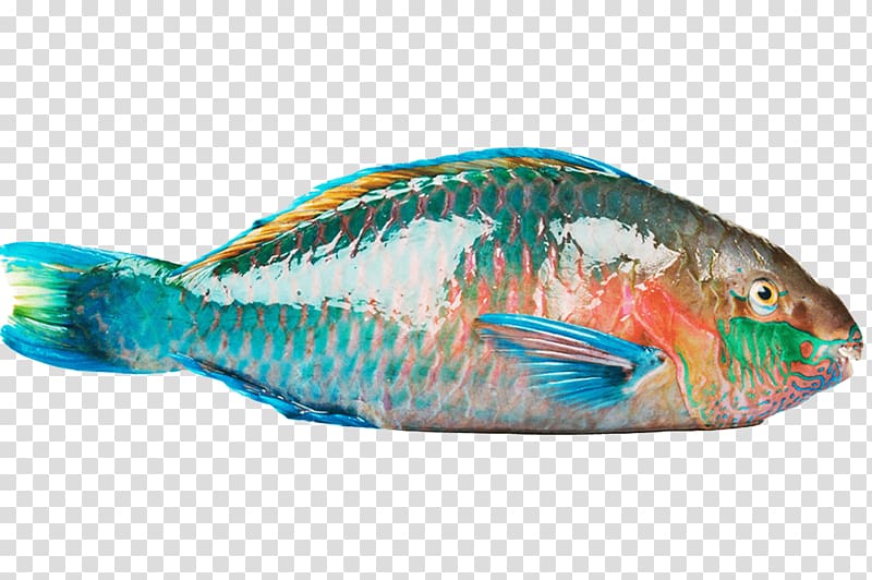 Parrotfish Flounder Japanese amberjack Yellowtail amberjack, fish transparent background PNG clipart