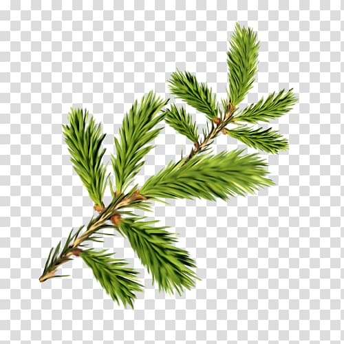 Spruce Fir Pine , pine leaves transparent background PNG clipart